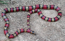 central Nicaraguan L.t.hondurensis male